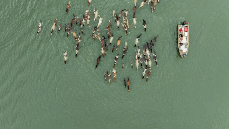 The wild horses of Chincoteague have been swimming to shore for 101 years