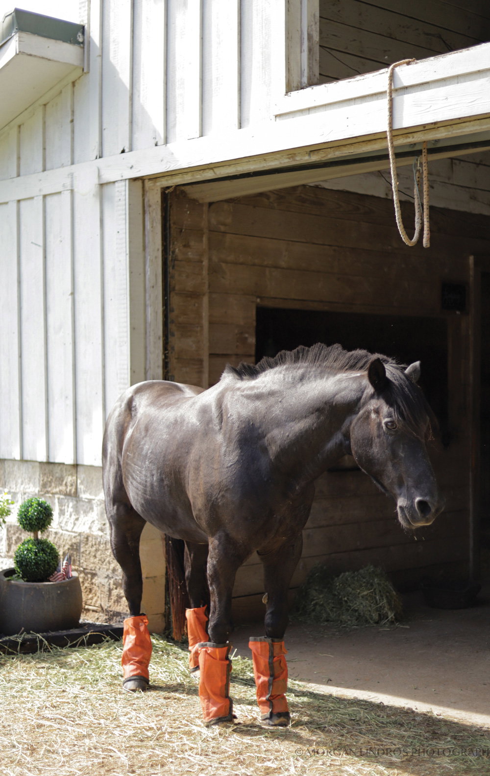 Namesake pony Zorro enjoys the retired life