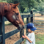 Baby, a therapy horse, gets some love from Zorro’s Crossing neighbor Dru, 8
