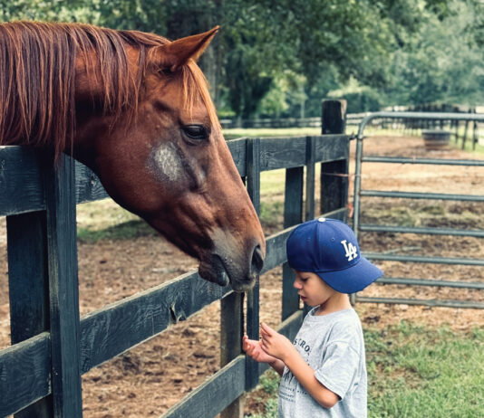 The healing power of horses: Equine therapy is transforming lives at Zorro’s Crossing Baby, a therapy horse, gets some love from Zorro’s Crossing neighbor Dru, 8