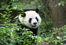 The panda-monium continues: Ping Ping and Fu Shuang have arrived in Atlanta via Panda Express