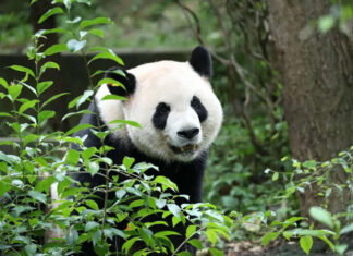 The panda-monium continues: Ping Ping and Fu Shuang have arrived in Atlanta via Panda Express