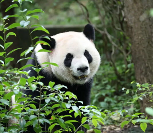 The panda-monium continues: Ping Ping and Fu Shuang have arrived in Atlanta via Panda Express